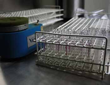 Reproducción Animal